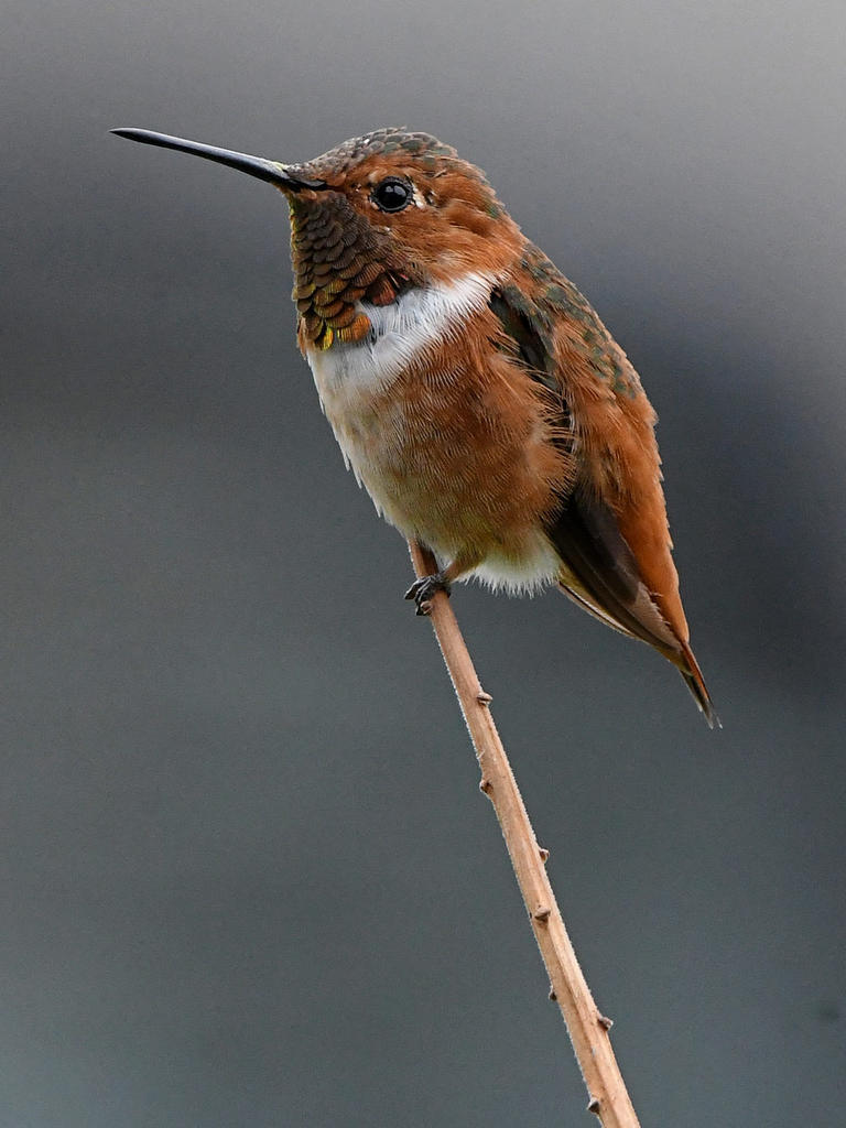 Hummer2.jpg