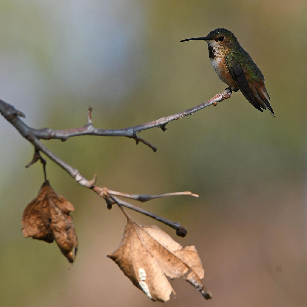 Hummer2.jpg