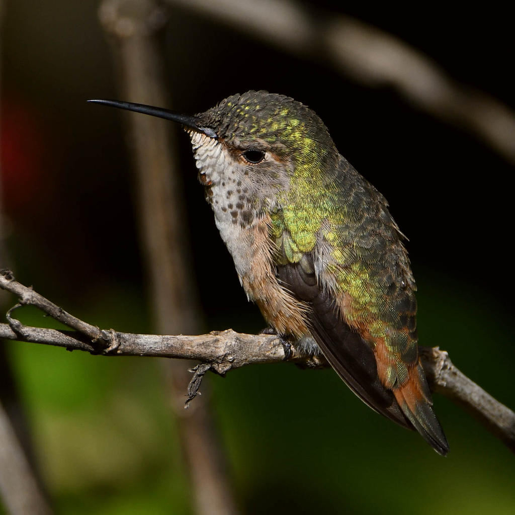 Hummer2.jpg