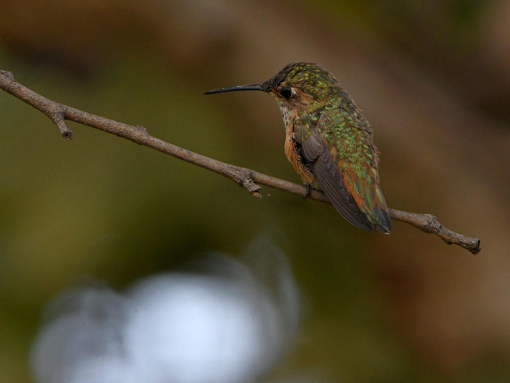 Hummer2.jpg