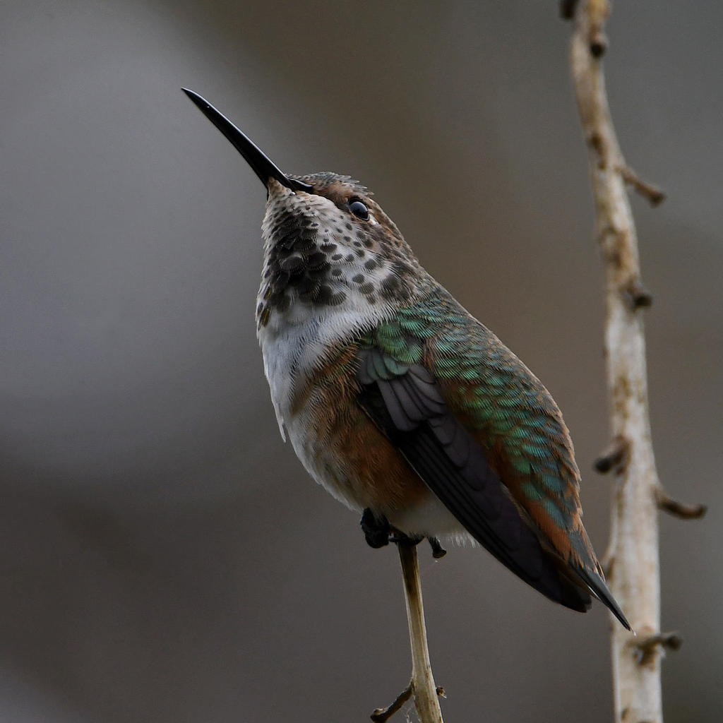 Hummer2.jpg