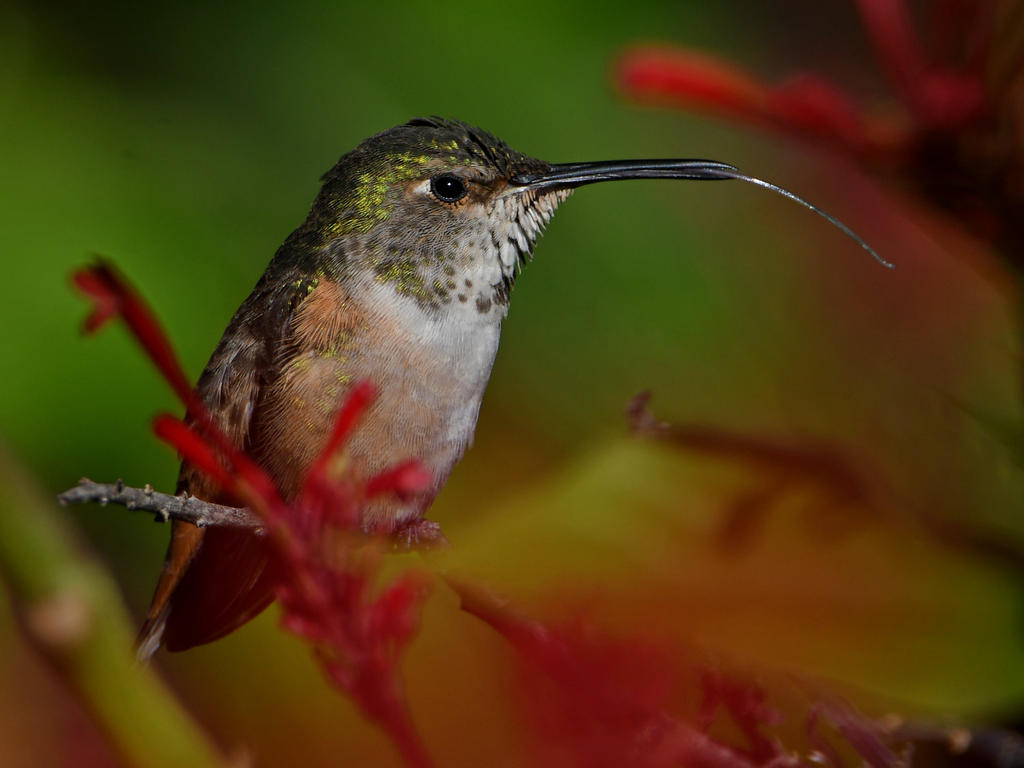 Hummer2.jpg
