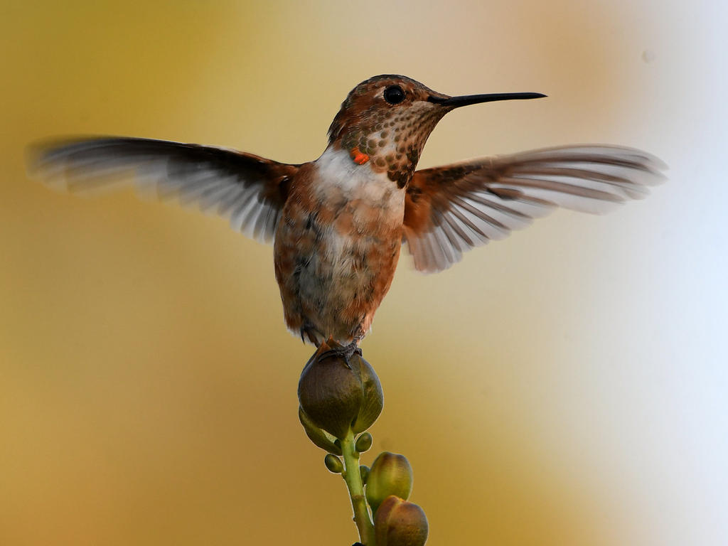 Hummer2.jpg