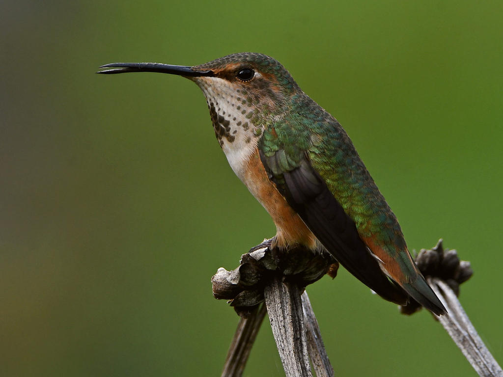 Hummer2.jpg