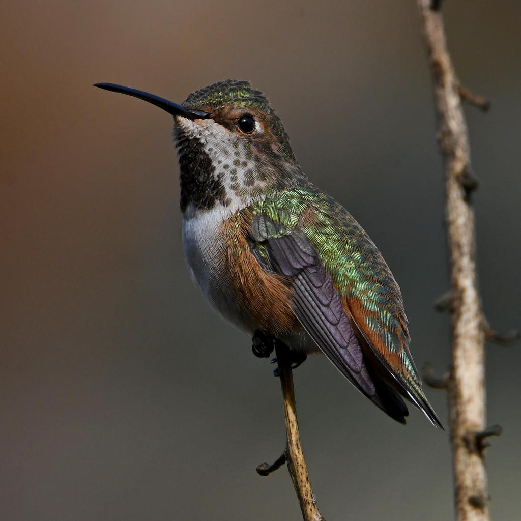 Hummer2.jpg