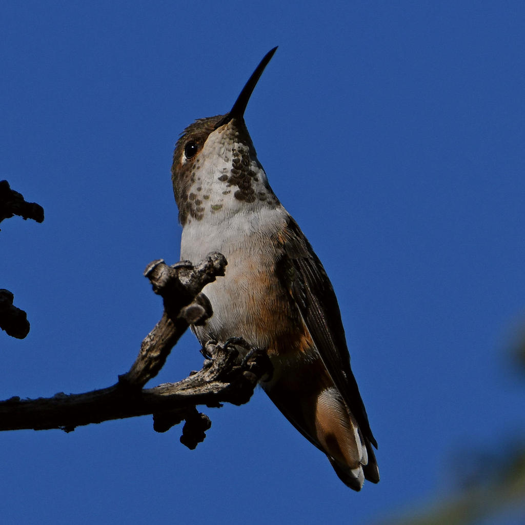 Hummer2.jpg