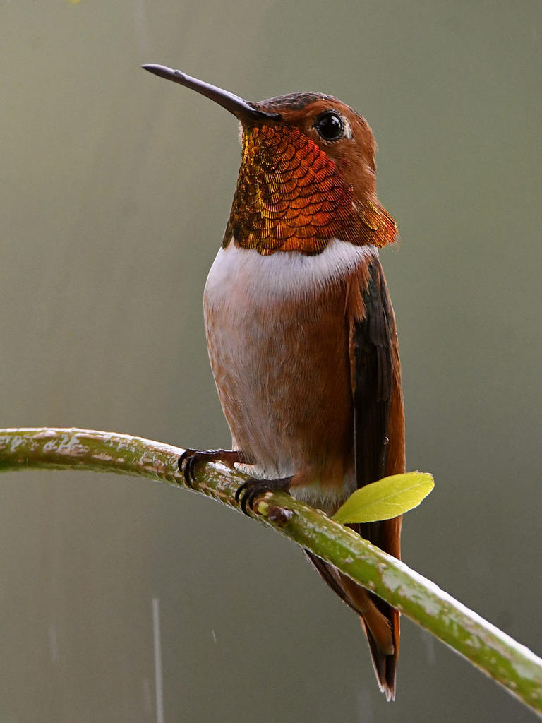 Hummer2.jpg