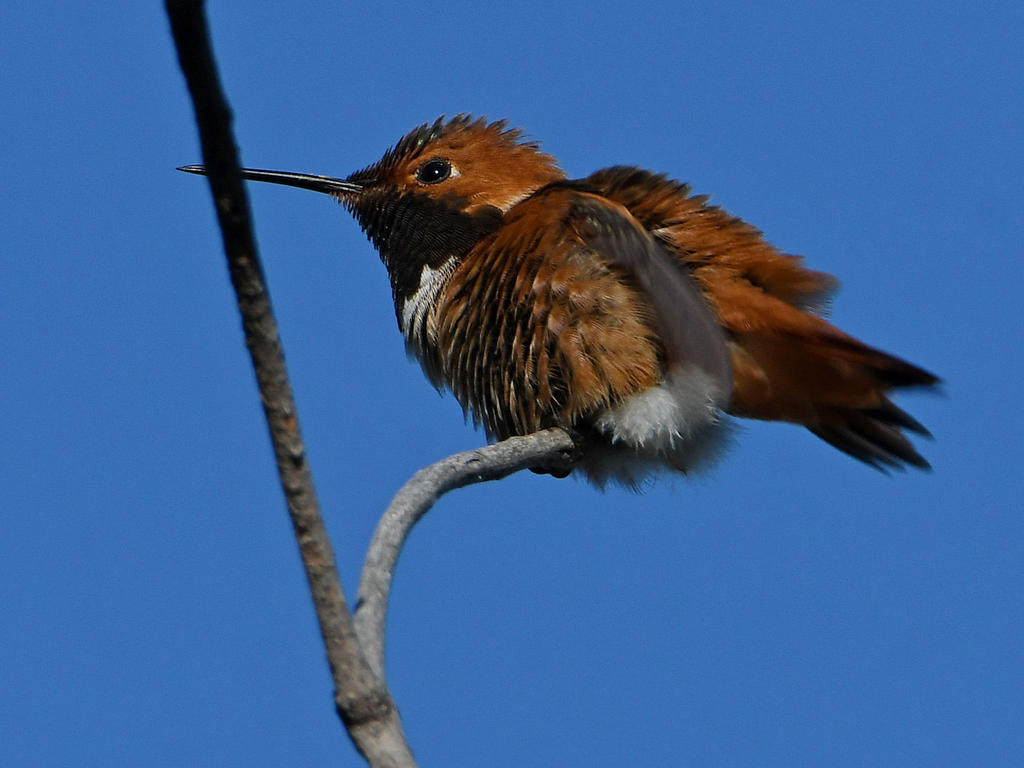 Hummer2.jpg