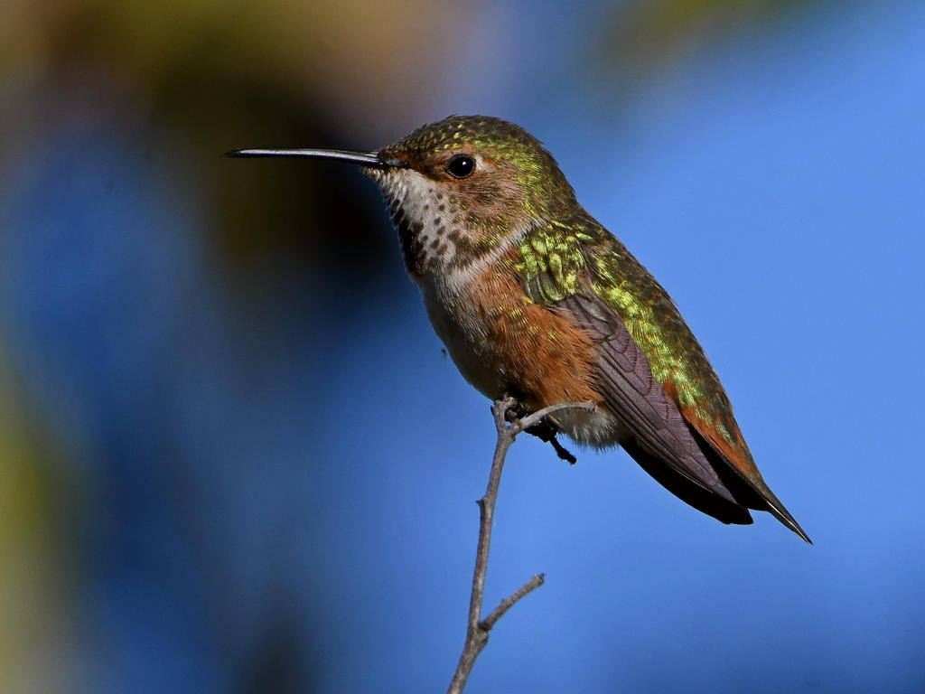 Hummer2.jpg