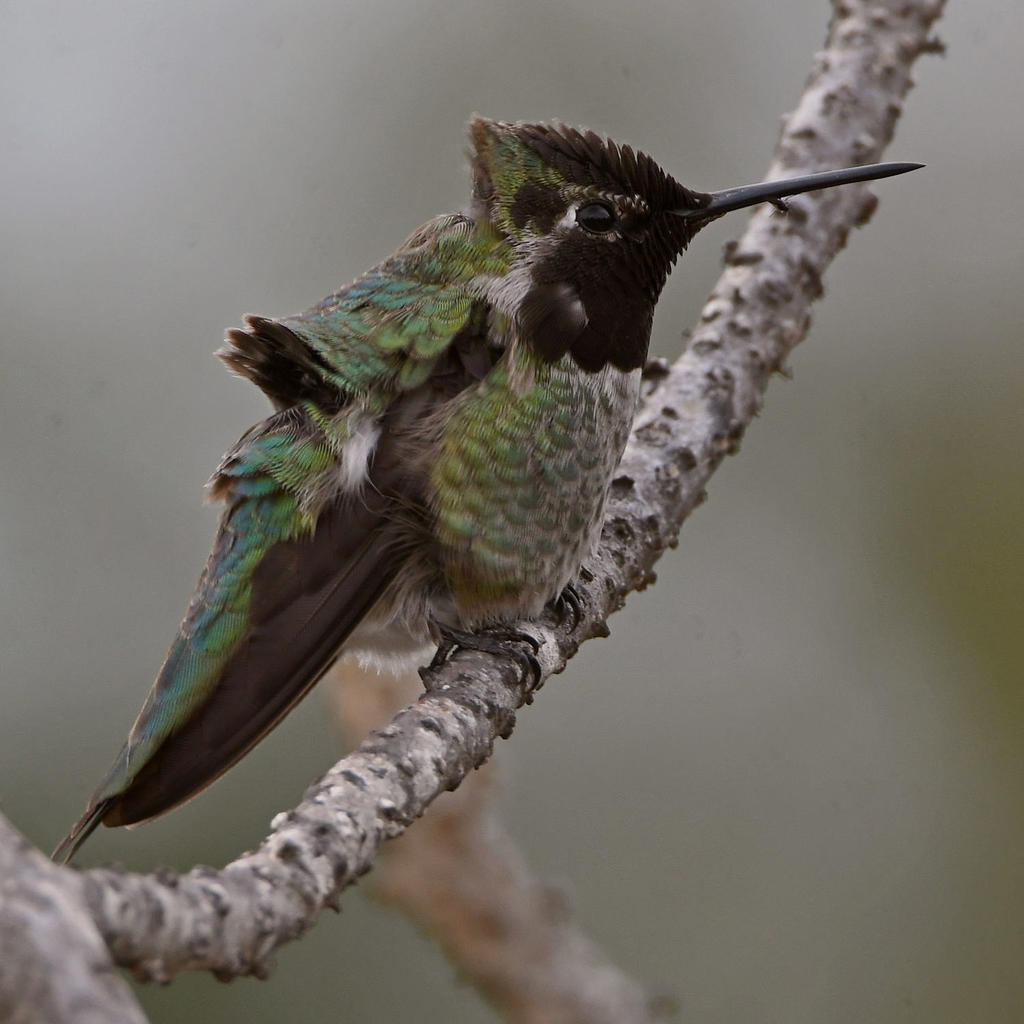 Hummer2.jpg