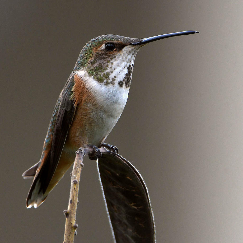 Hummer2.jpg