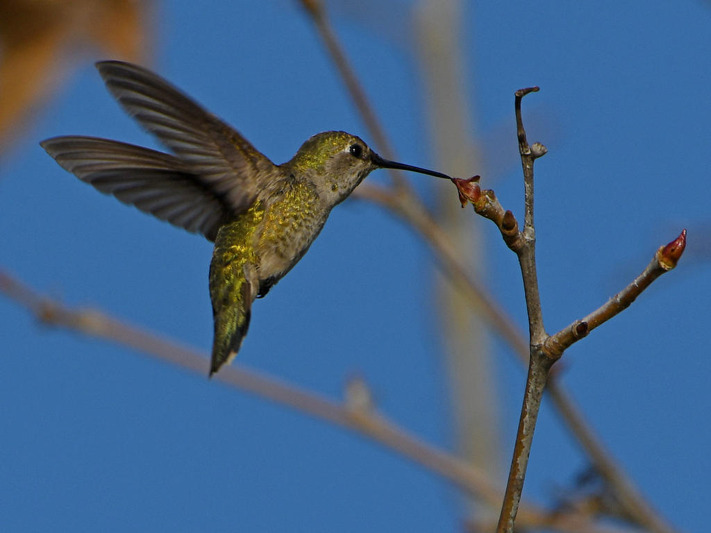 Hummer2.jpg