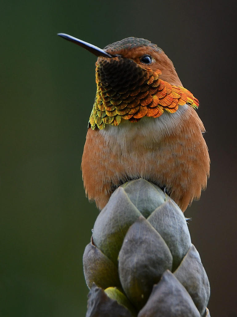 Hummer2.jpg