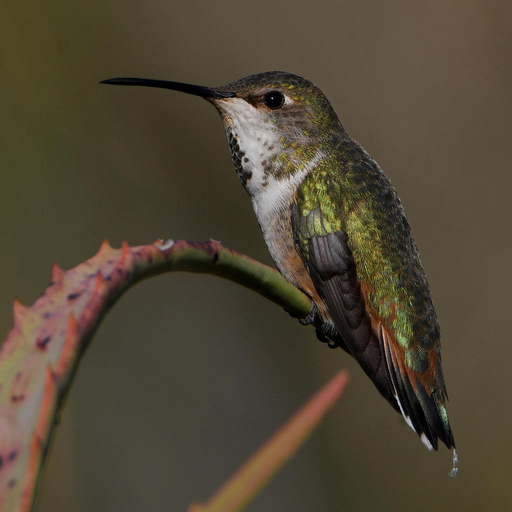 Hummer2.jpg