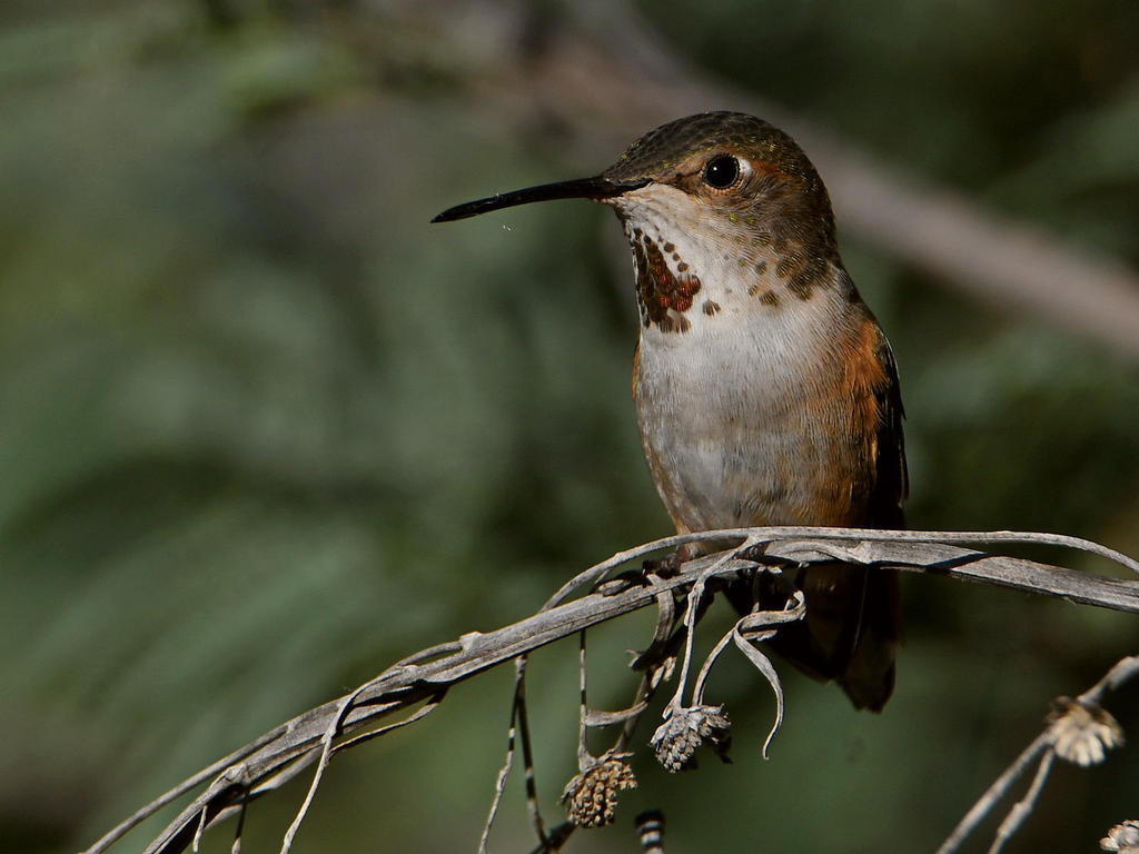 Hummer2.jpg