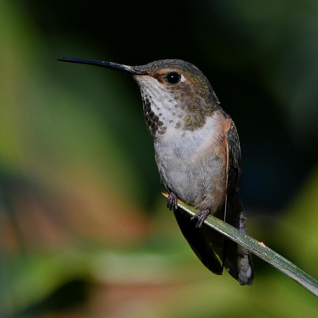 Hummer2.jpg