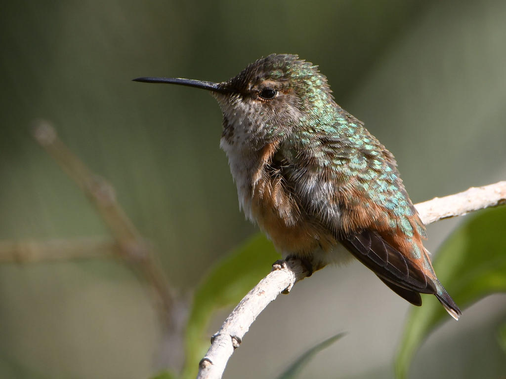Hummer2.jpg