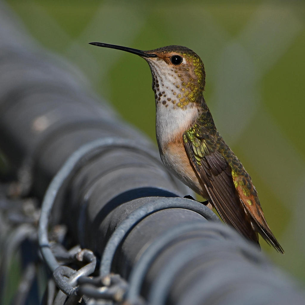 Hummer2.jpg