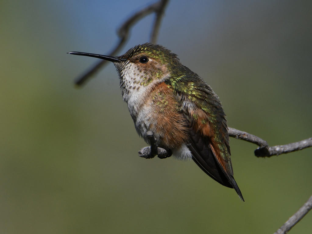 Hummer2.jpg