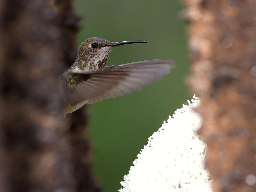 Hummer2.jpg