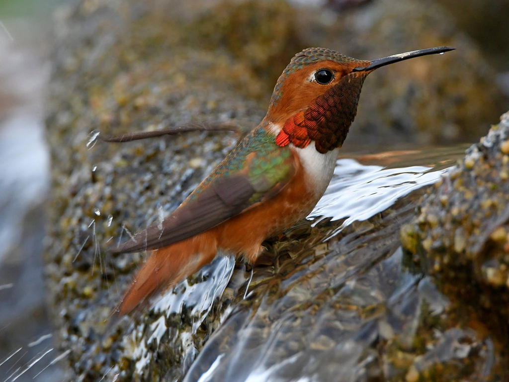 Hummer2.jpg