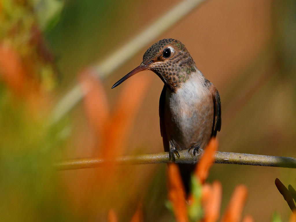 Hummer2.jpg