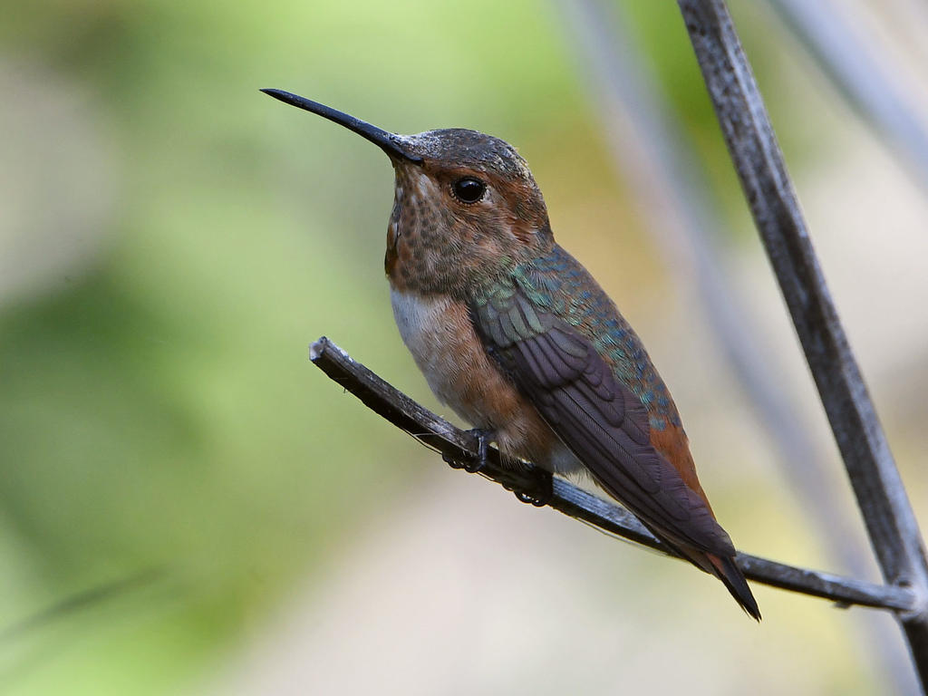 Hummer2.jpg