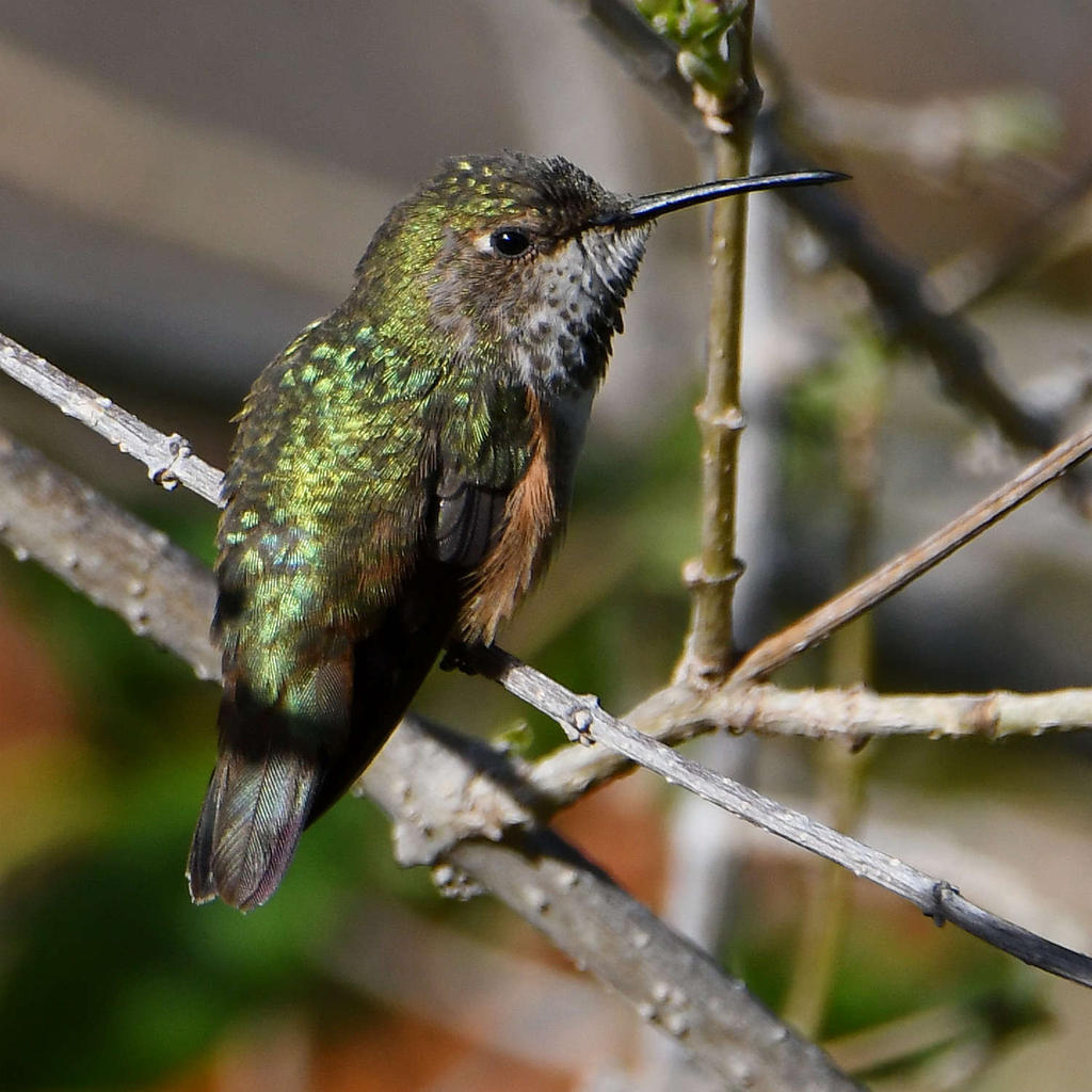 Hummer2.jpg