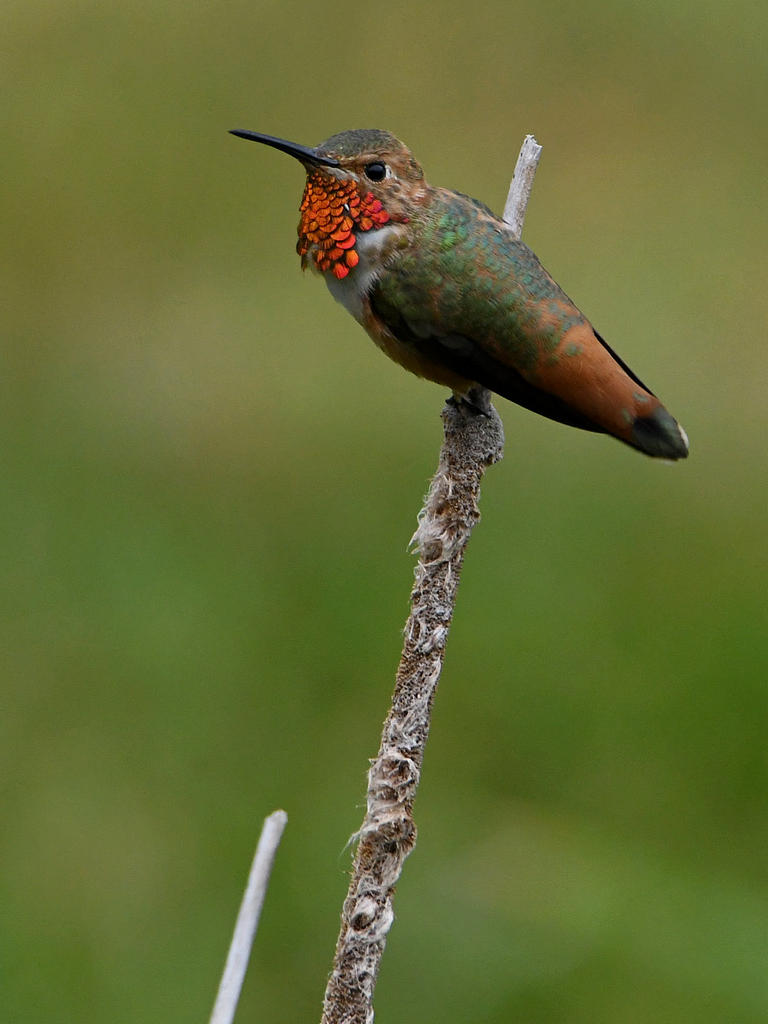 Hummer2.jpg