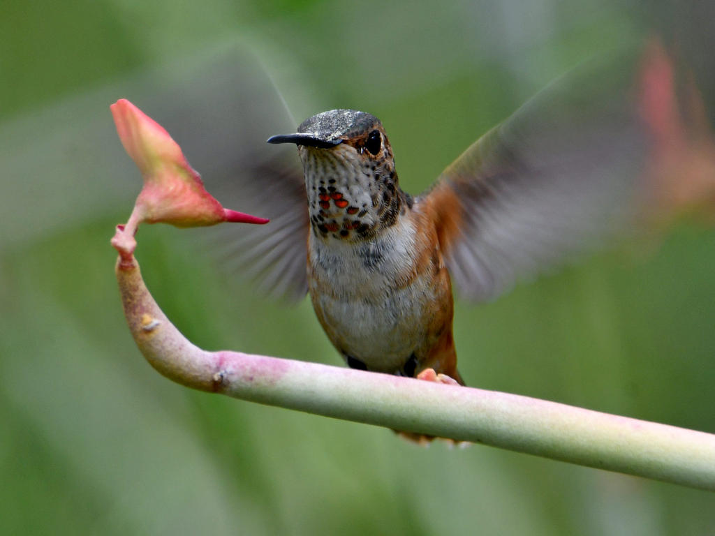 Hummer2.jpg