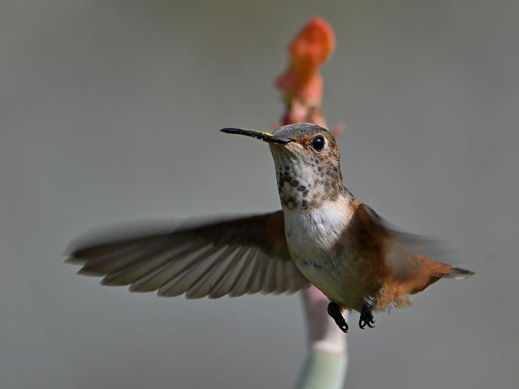 Hummer2.jpg
