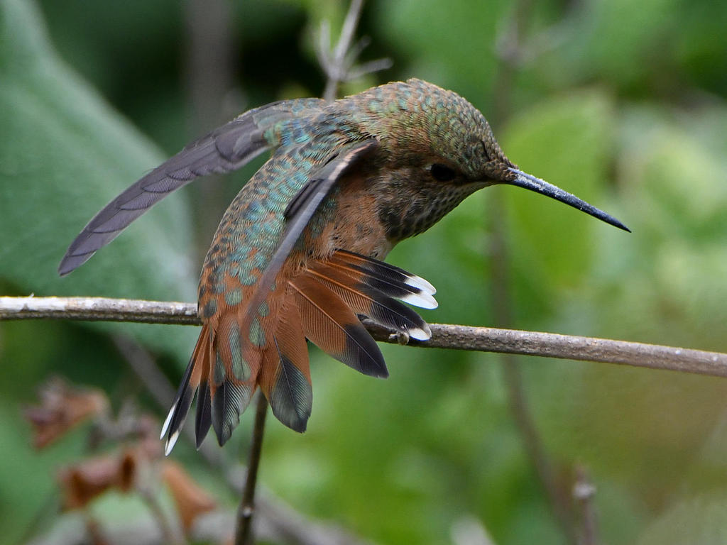 Hummer2.jpg
