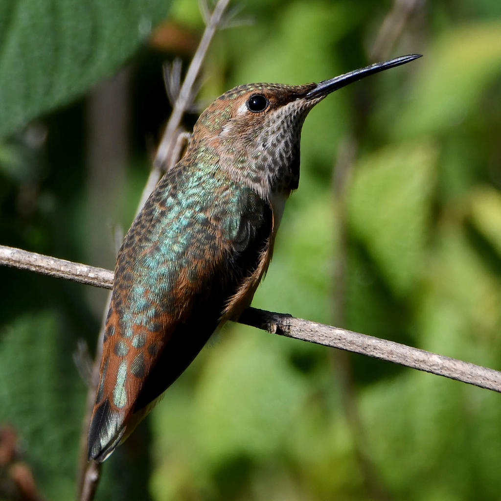 Hummer2.jpg