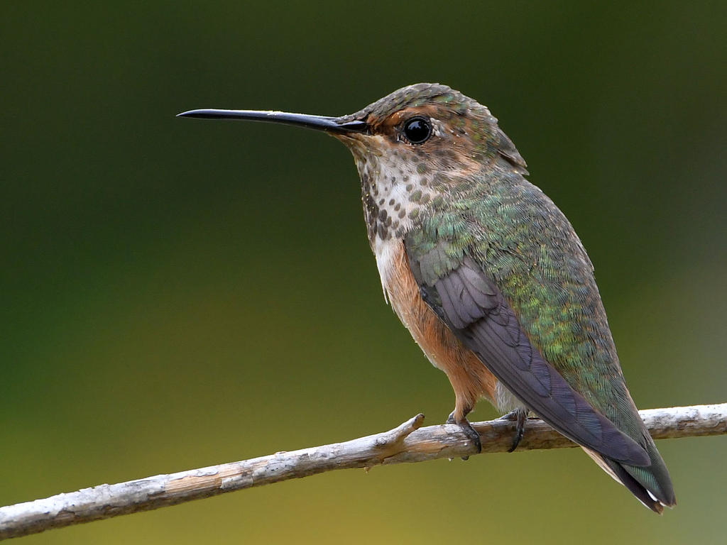 Hummer2.jpg