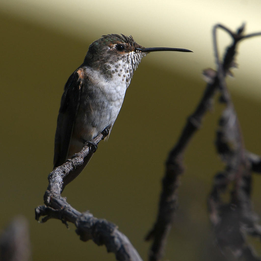 Hummer2.jpg