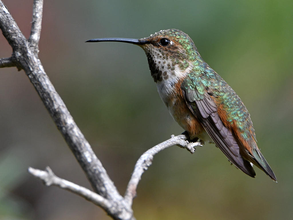 Hummer2.jpg