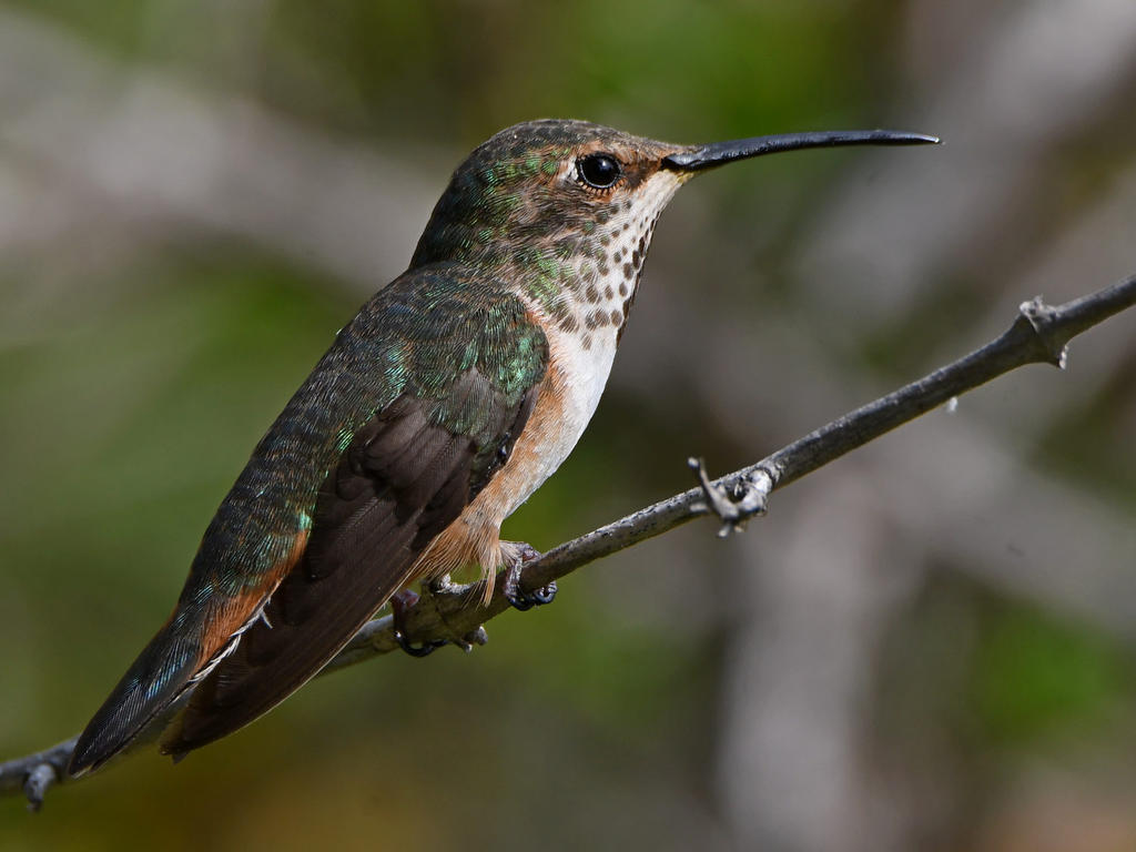 Hummer2.jpg
