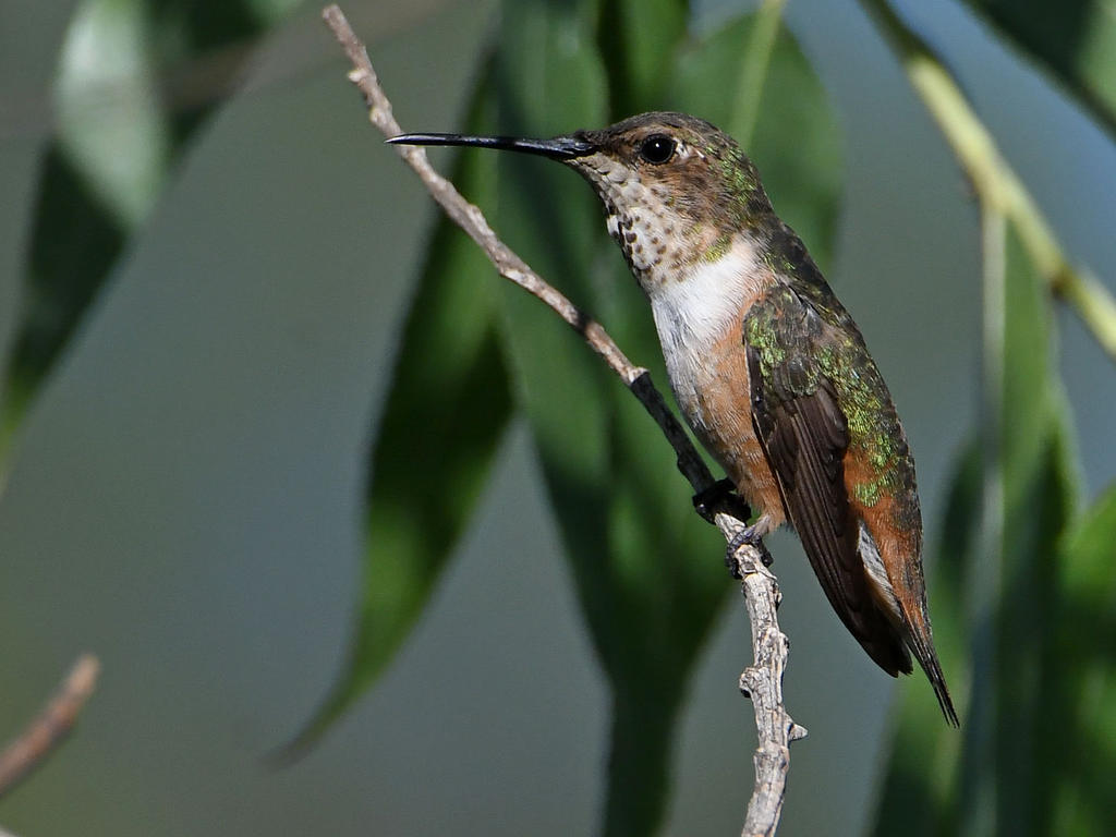 Hummer2.jpg