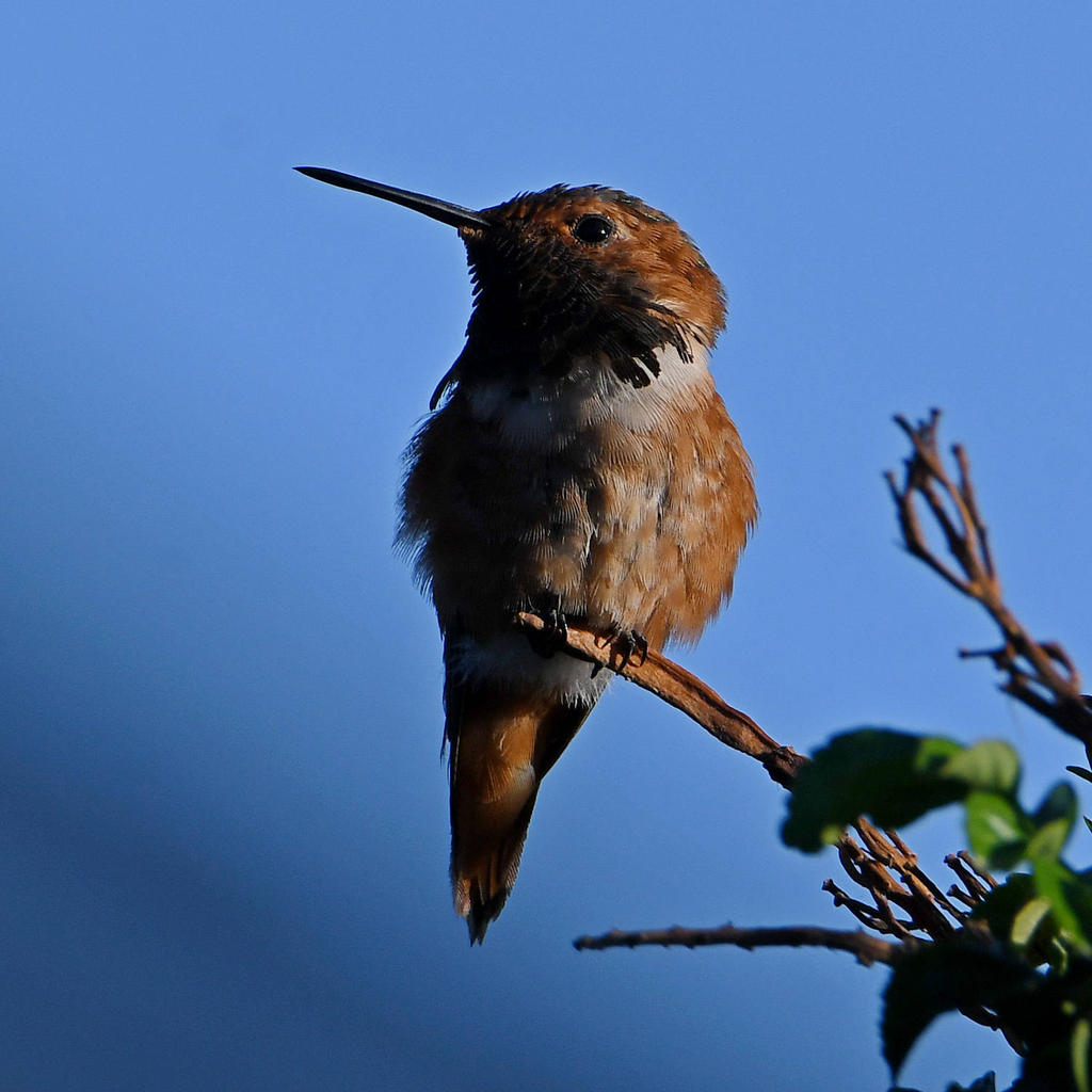 Hummer2.jpg
