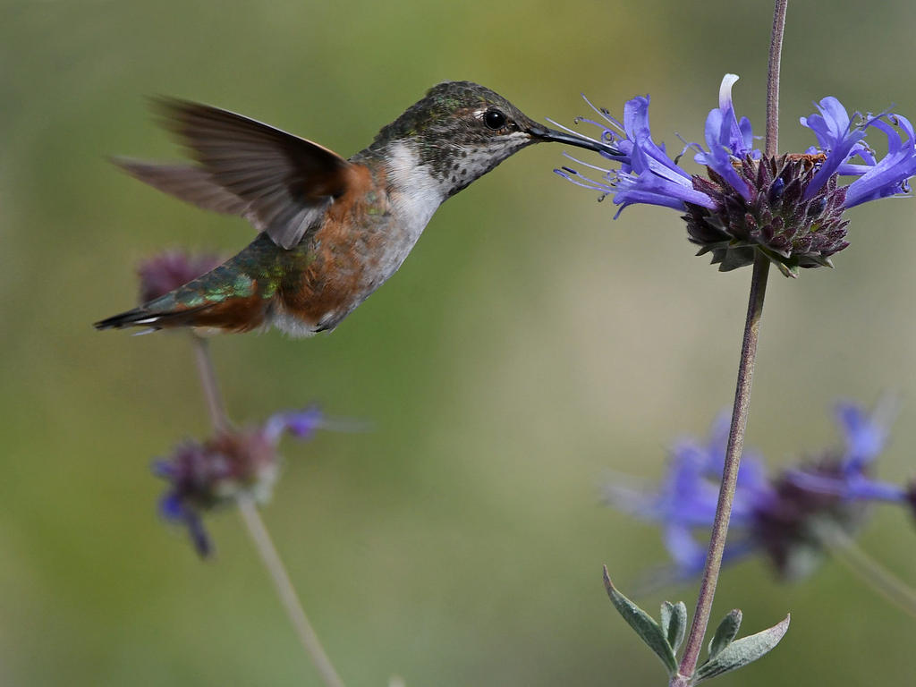 Hummer2.jpg