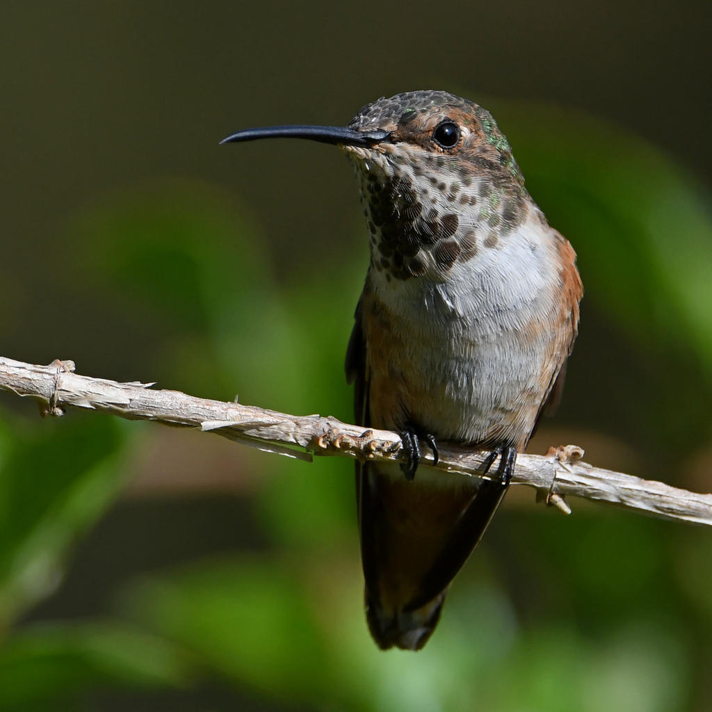 Hummer2.jpg