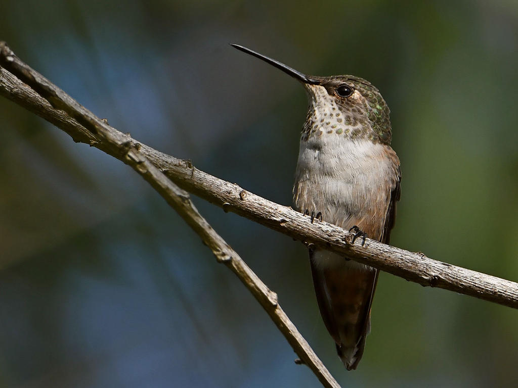 Hummer2.jpg