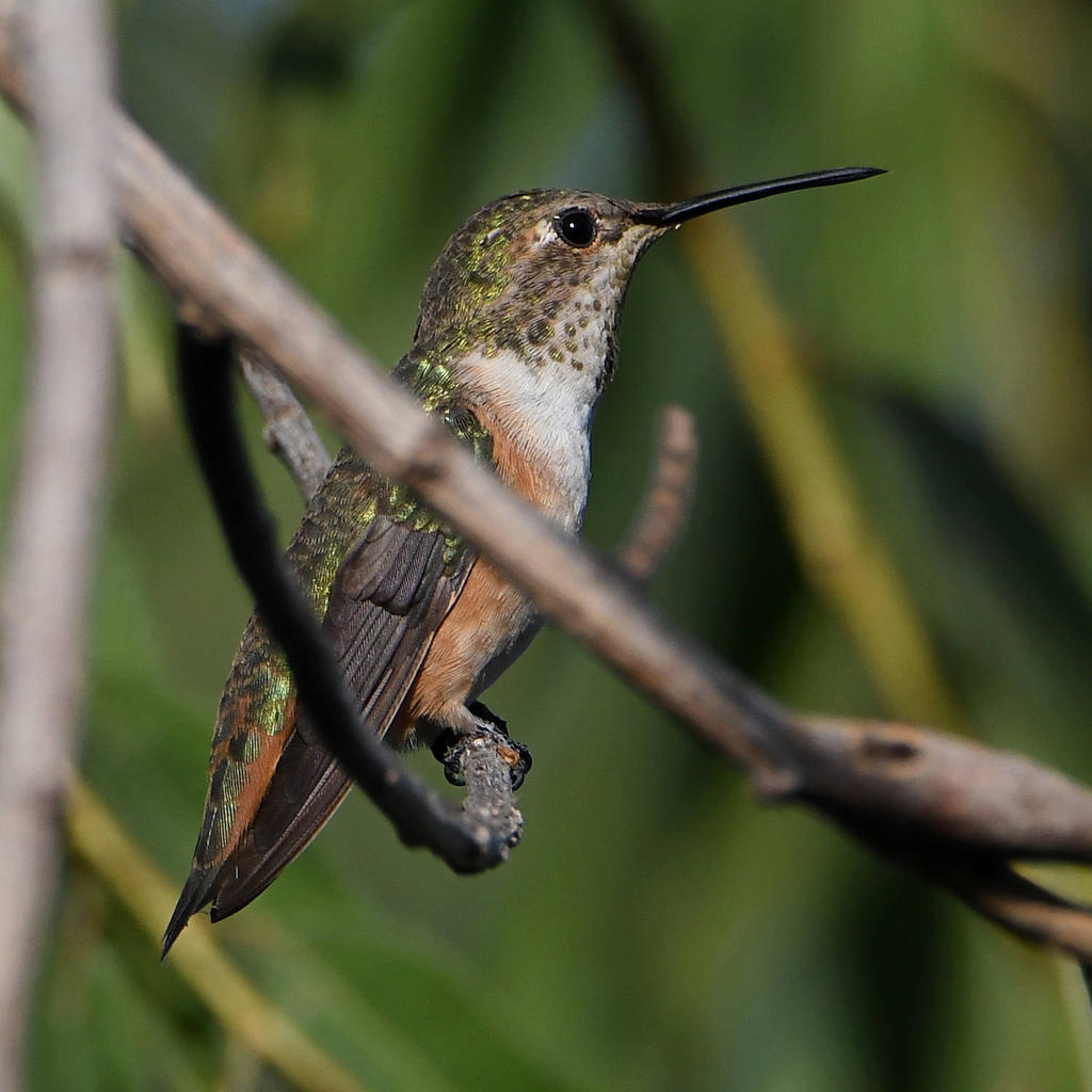 Hummer2.jpg