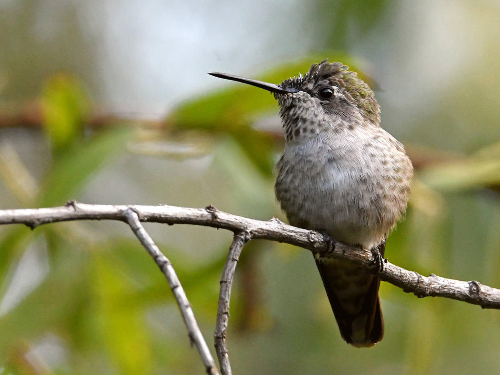 Hummer2.jpg