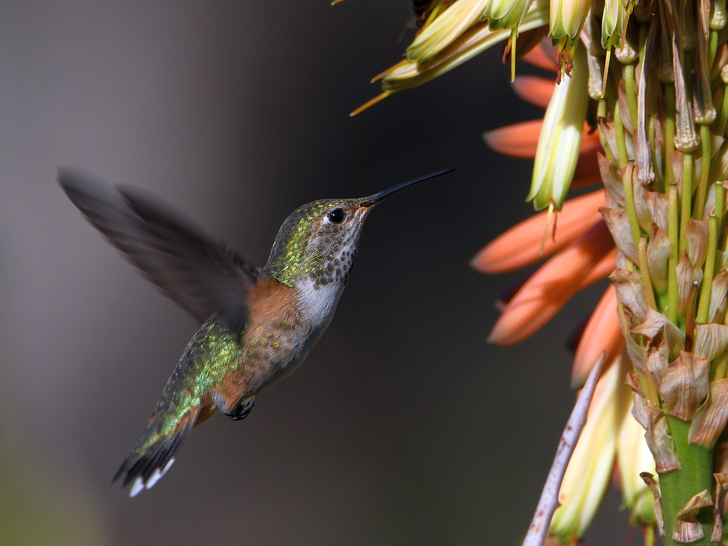 Hummer2.jpg
