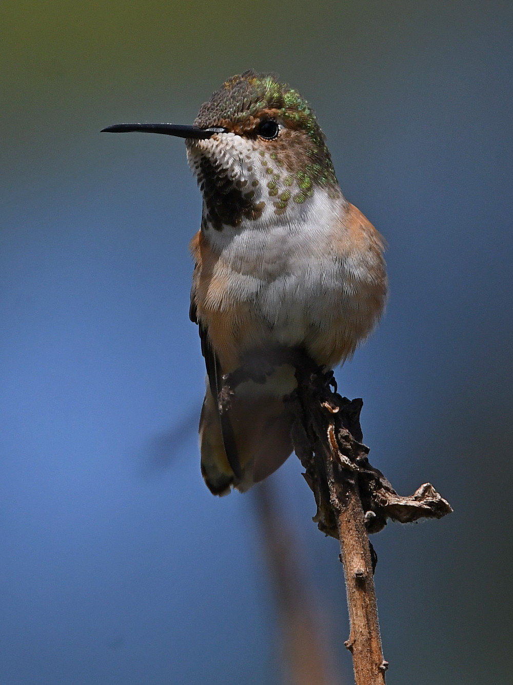 Hummer2.jpg