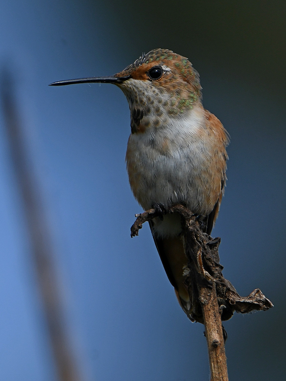 Hummer2.jpg