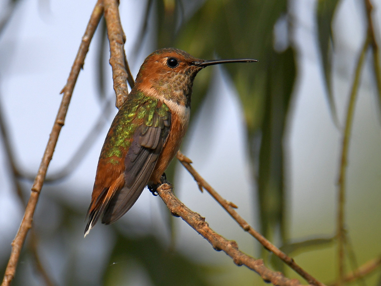 Hummer2.jpg