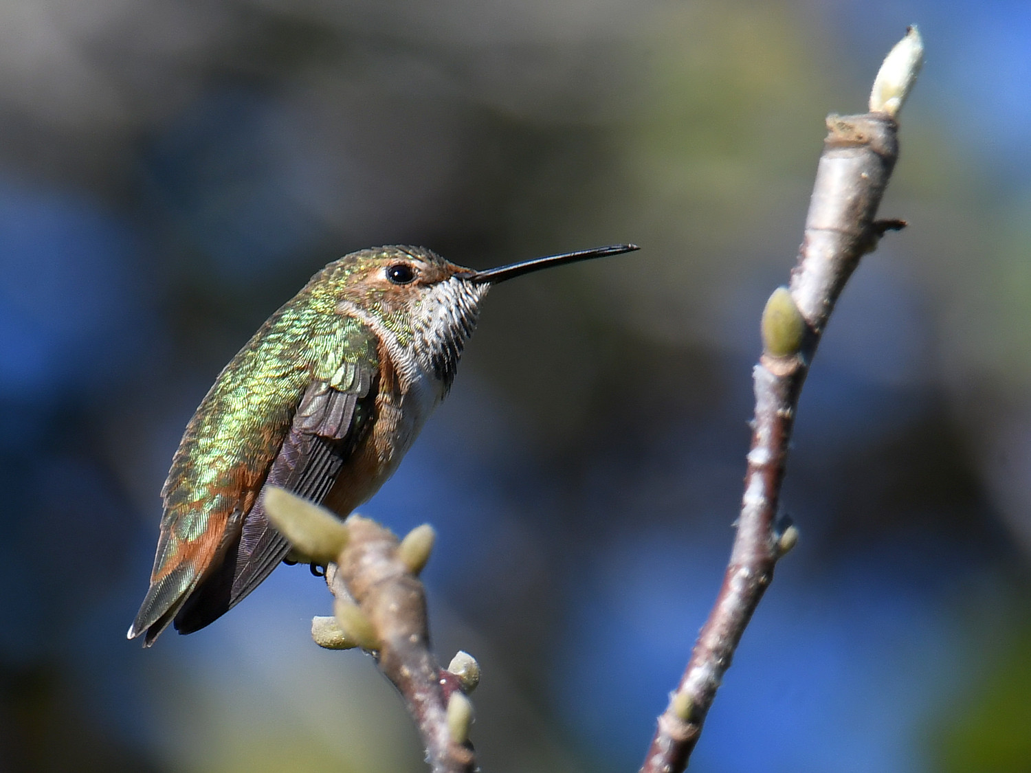 Hummer2.jpg