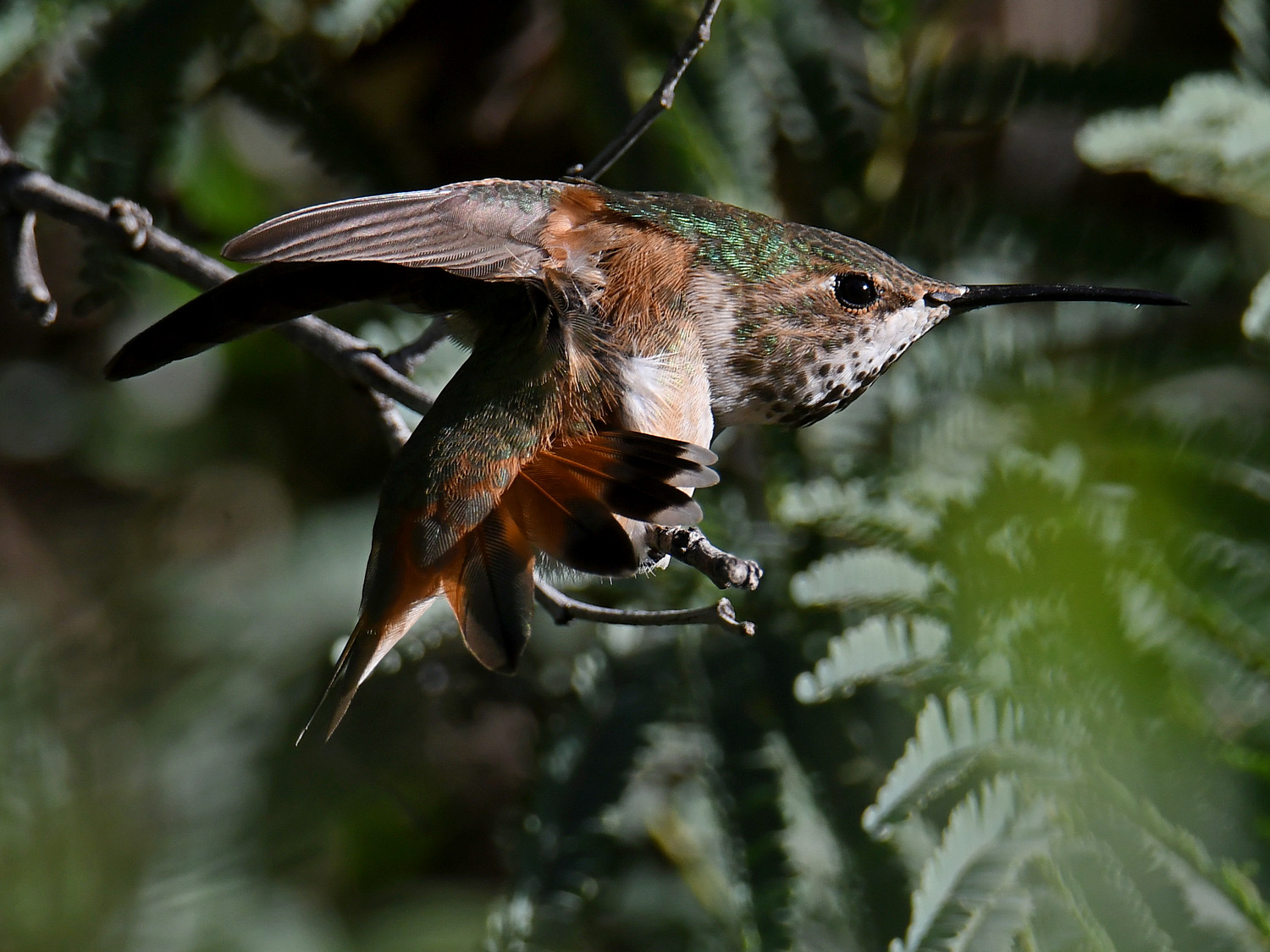 Hummer2.jpg